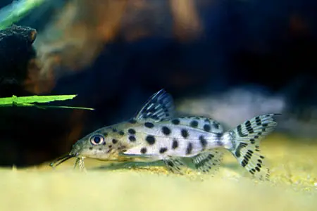 Synodontis ocellifer photo