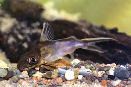 Synodontis pleurops photo