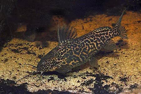 Synodontis schoutedeni photo