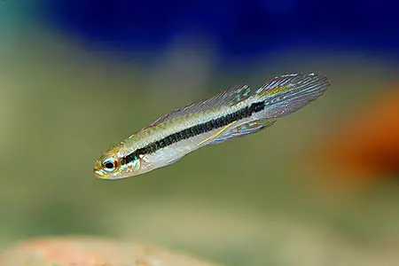 Taeniacara candidi photo