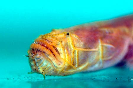 Taenioides cirratus photo