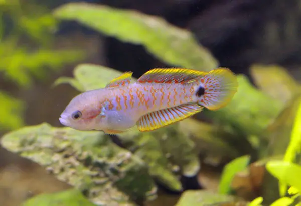 Tateurndina ocellicauda photo