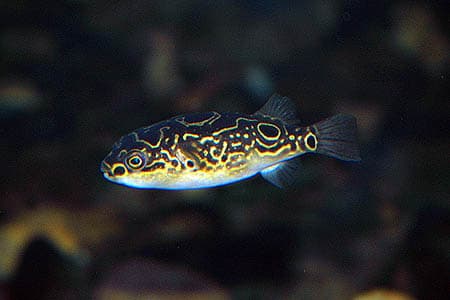 Tetraodon biocellatus photo