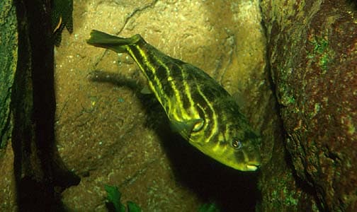 Tetraodon lineatus photo