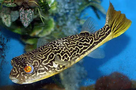 Tetraodon mbu photo