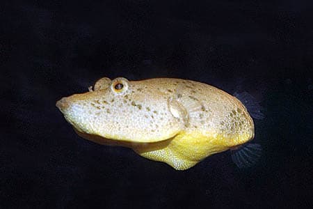 Tetraodon miurus photo