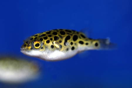 Tetraodon nigroviridis photo