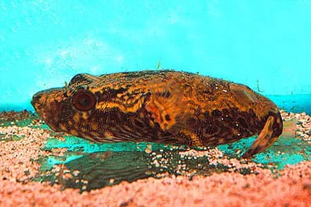 Tetraodon palembangensis photo