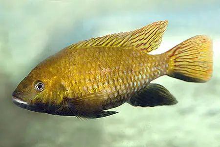 Tilapia guinasana photo
