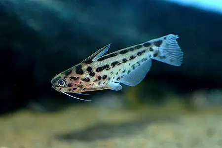 Trachelyichthys decaradiatus photo