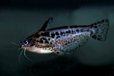 Trachelyichthys exilis photo