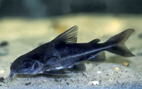 Trachydoras steindachneri photo