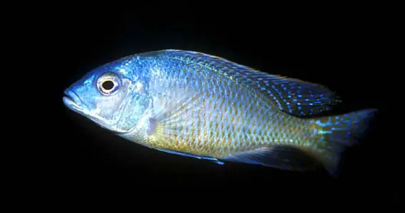 Tramitichromis intermedius photo