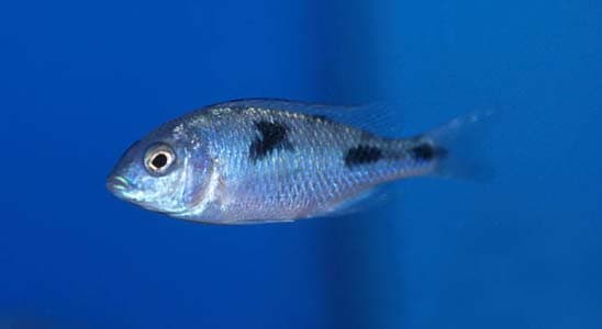 Trematocranus placodon photo