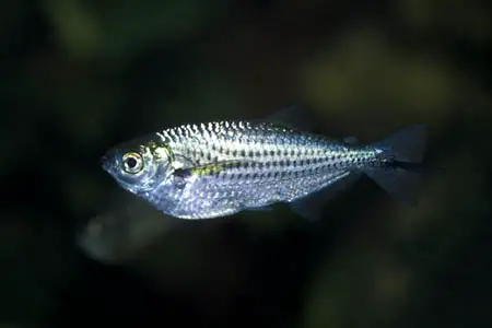 Triportheus angulatus photo