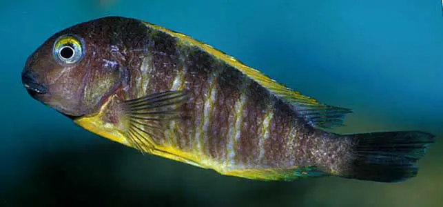 Tropheus brichardi photo
