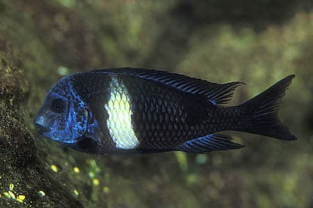Tropheus duboisi photo