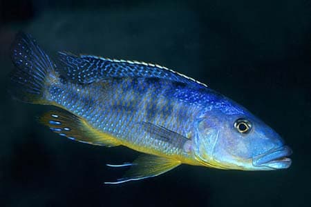 Tyrannochromis macrostoma photo
