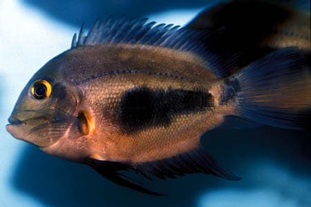 Uaru amphiacanthoides photo