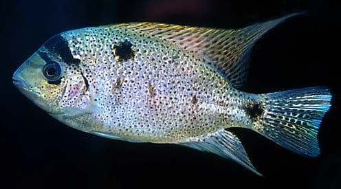 Vieja argentea photo