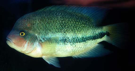 Vieja fenestrata photo