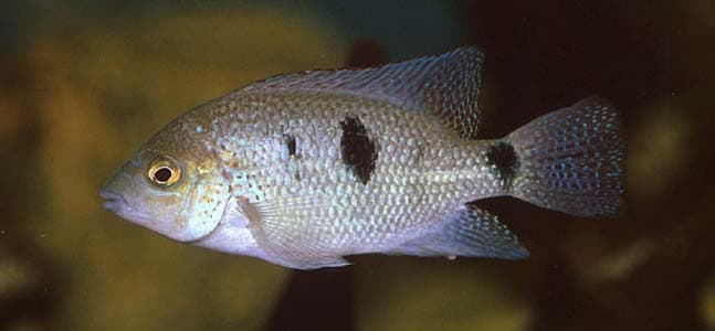 Vieja regani photo