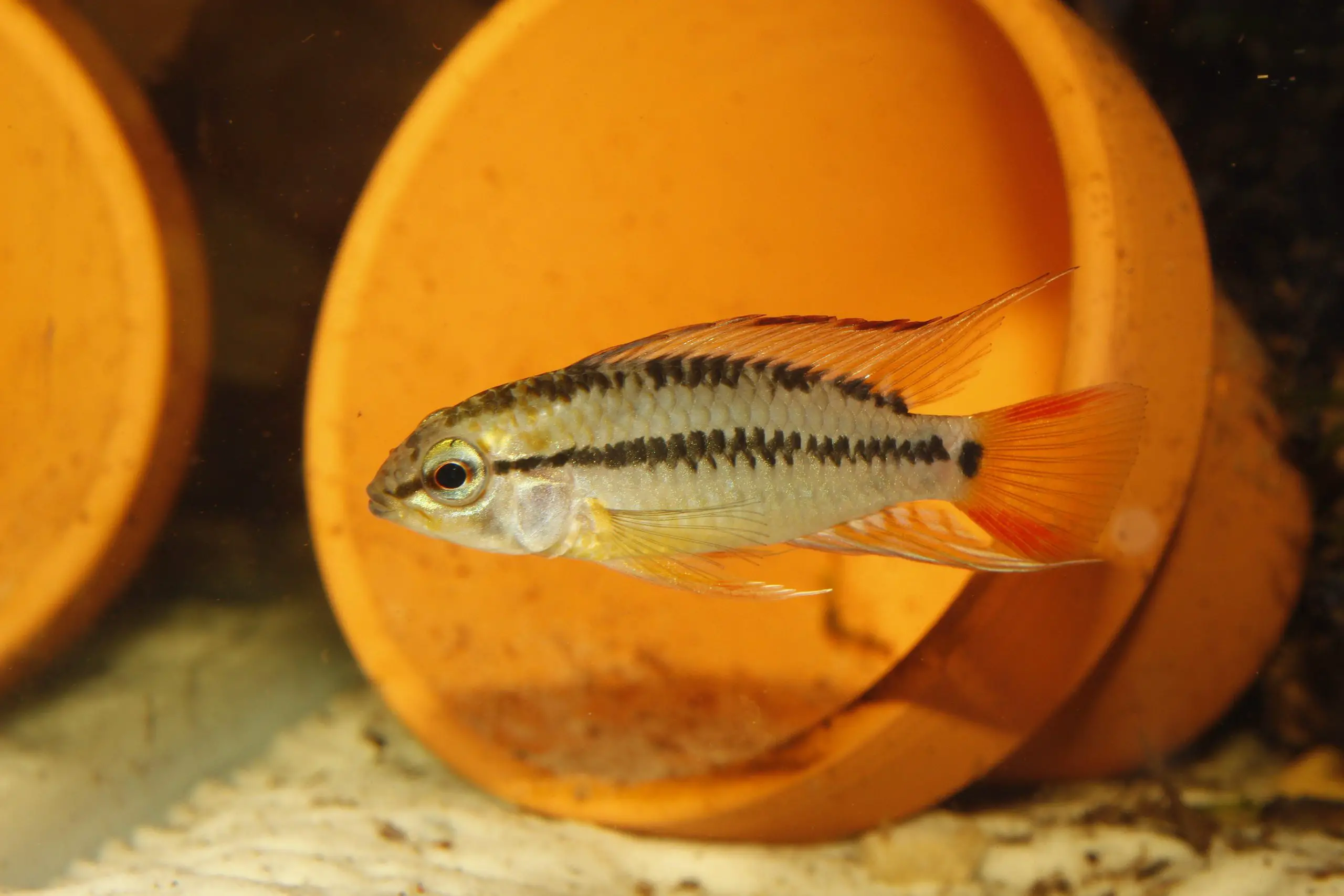 Apistogramma viejita photo