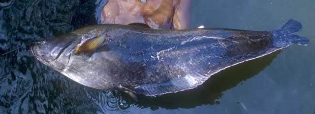 Wallago leerii photo