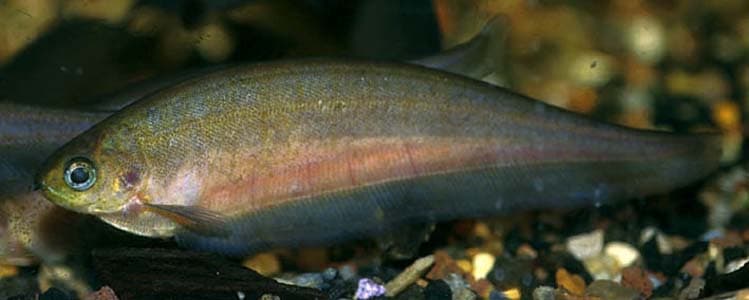Xenomystus nigri photo