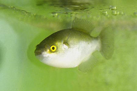 Xenopterus naritus photo