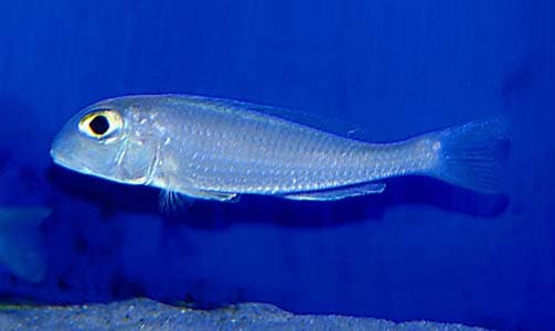 Xenotilapia sima photo