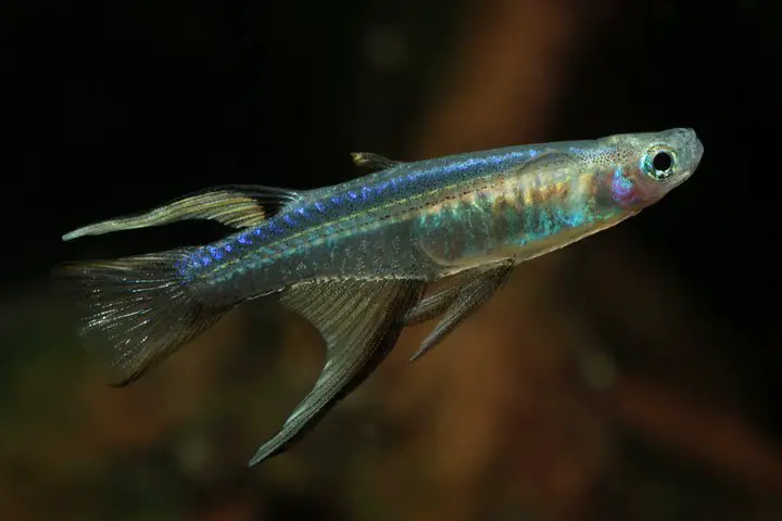 Pseudomugil cyanodorsalis photo